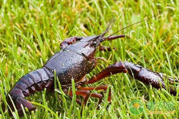 龍魚和蝦混養(yǎng)：龍魚飼料魚與蝦虎魚混養(yǎng)成功案例