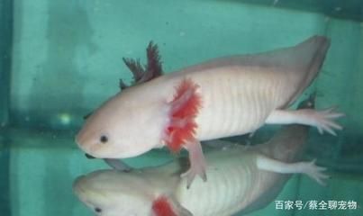 龍魚的飼養(yǎng)條件和要求（飼養(yǎng)龍魚的注意事項(xiàng)）