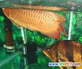 龍魚常見病圖片大全：關于龍魚常見疾病的一些描述