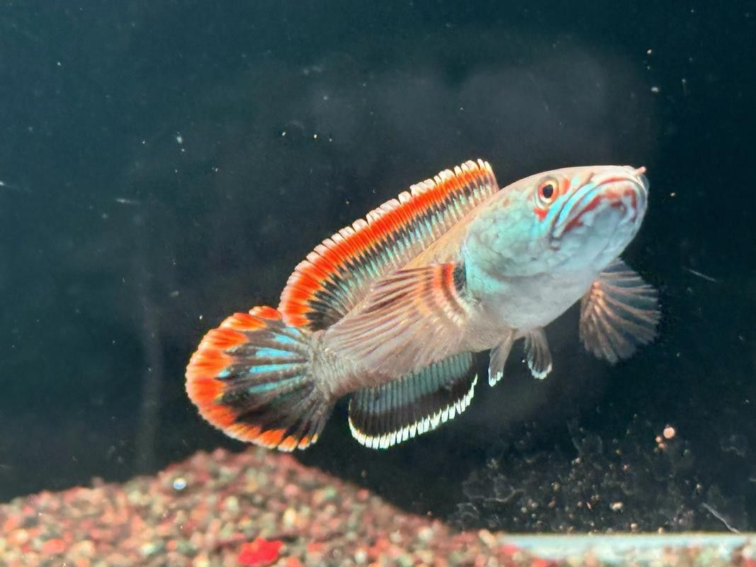 血一雷龍魚