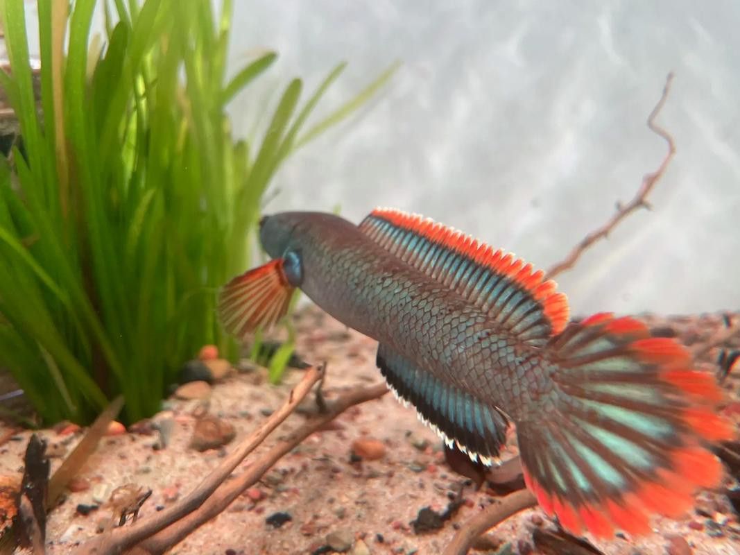 血一雷龍魚