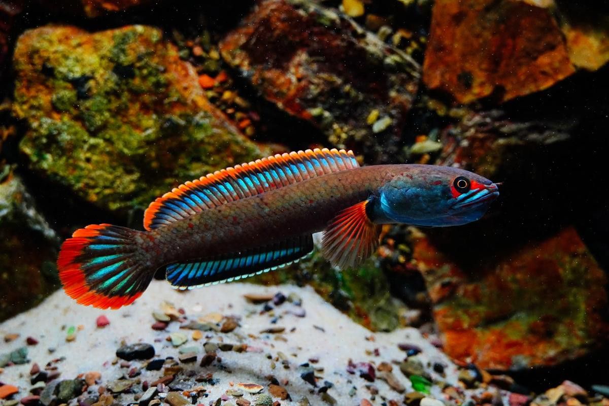 血一雷龍魚
