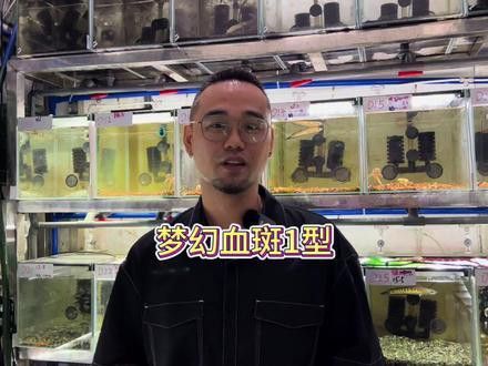 血一雷龍魚