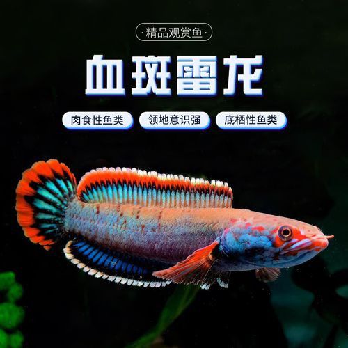 血一雷龍魚