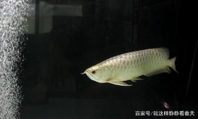 紅龍魚和金龍魚哪個(gè)好養(yǎng)活一點(diǎn)兒：紅龍魚和金龍魚哪個(gè)好養(yǎng)一點(diǎn)兒