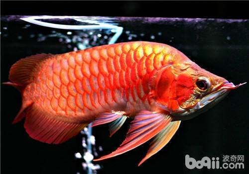 龍魚常見的疾病有哪些呢視頻：龍魚常見疾病及其預防