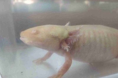 龍魚多大才會產卵（龍魚的產卵年齡主要取決于其品種，）