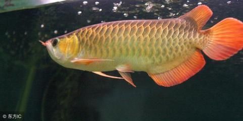 龍魚多大才會產卵（龍魚的產卵年齡主要取決于其品種，）