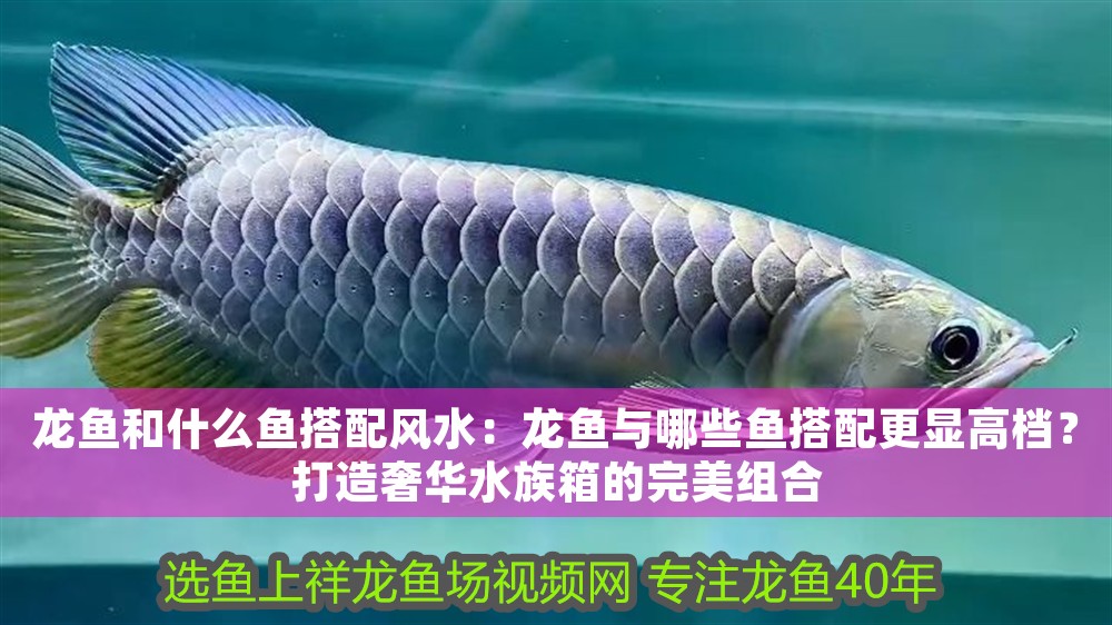 龍魚和什么魚搭配風水：龍魚與哪些魚搭配更顯高檔？打造奢華水族箱的完美組合