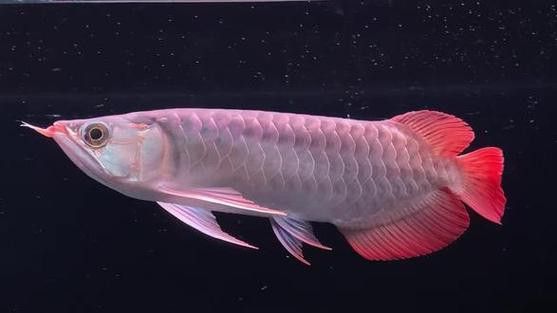 橙紅龍魚發(fā)色過程圖片