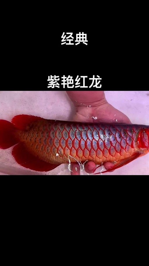 橙紅龍魚發(fā)色過程圖片