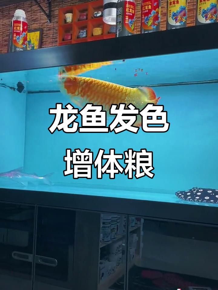 有哪些食物可以幫助龍魚發色？