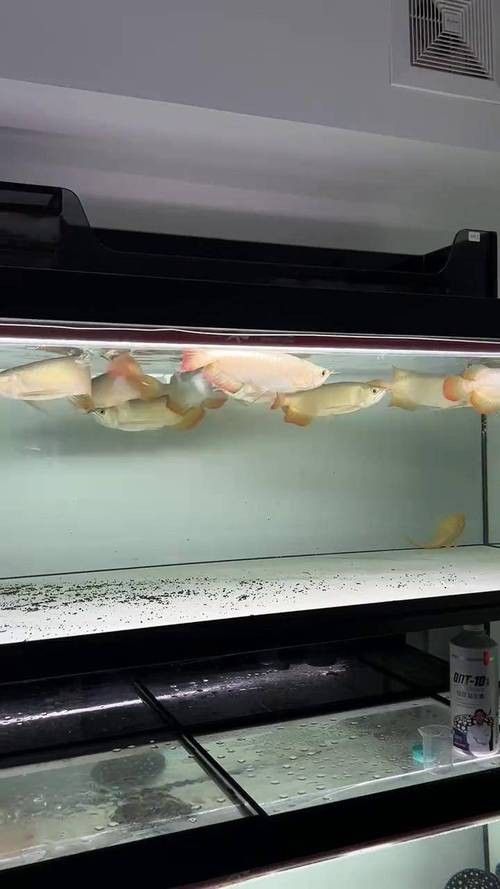 龍魚可以跟白化火箭混養嗎圖片對比