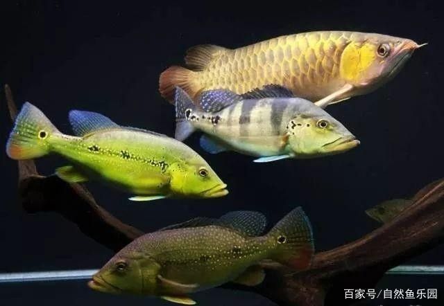 龍魚可以跟白化火箭混養嗎圖片對比