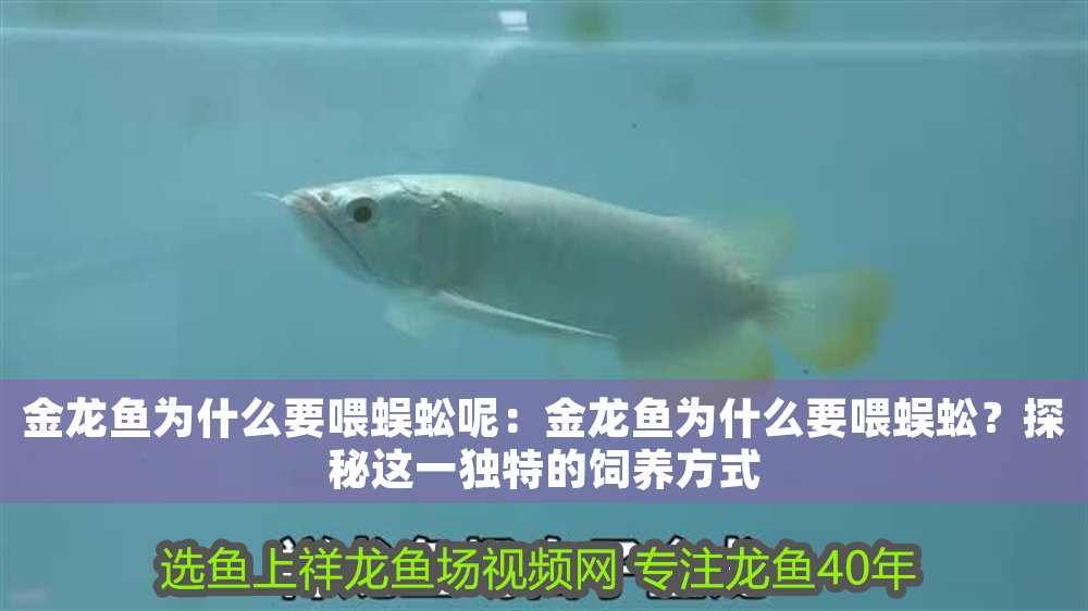 金龍魚為什么要喂蜈蚣呢：金龍魚為什么要喂蜈蚣？探秘這一獨(dú)特的飼養(yǎng)方式
