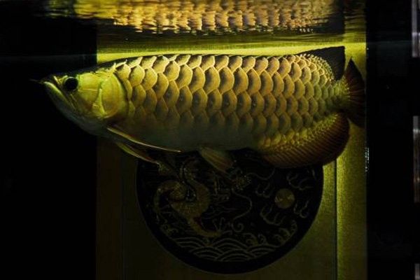 龍魚屬于海魚嗎還是河魚