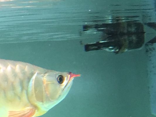 龍魚眼睛內陷為什么：龍魚眼睛內陷可能由多種原因引起，