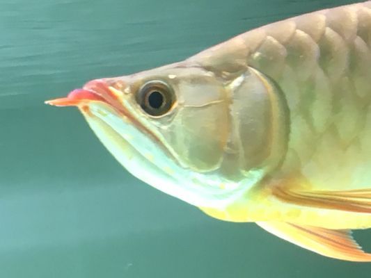 龍魚眼睛內陷為什么：龍魚眼睛內陷可能由多種原因引起，