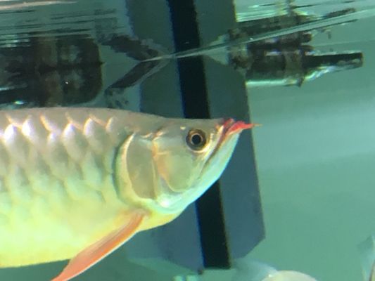 龍魚眼睛內陷為什么：龍魚眼睛內陷可能由多種原因引起，