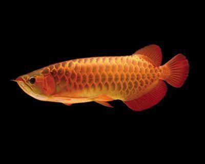 金龍魚吃什么？
