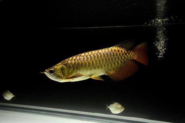 金龍魚出生地