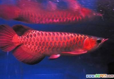 紅龍魚可以長到多大才能繁殖（紅龍魚在自然條件下和人工飼養條件下的繁殖情況下紅龍魚能長多大）