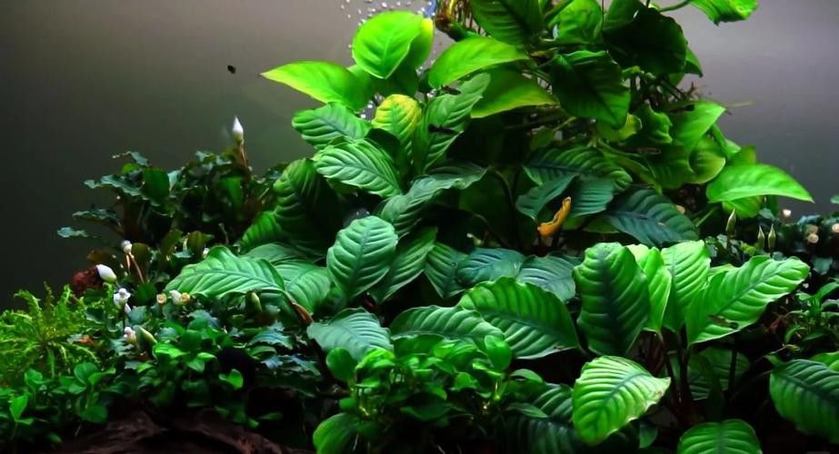 哪種水草最適合70cm龍魚缸