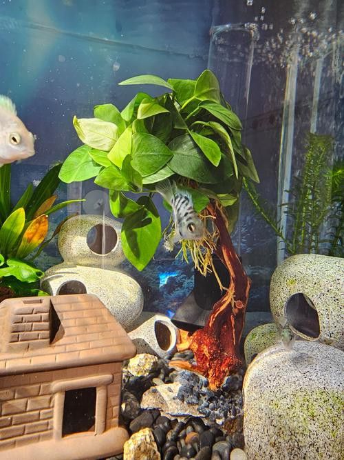 哪種水草最適合70cm龍魚缸