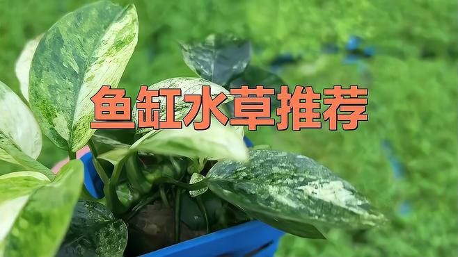 哪種水草最適合70cm龍魚缸