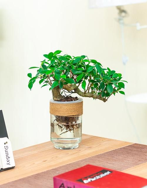 哪種水草最適合70cm龍魚缸