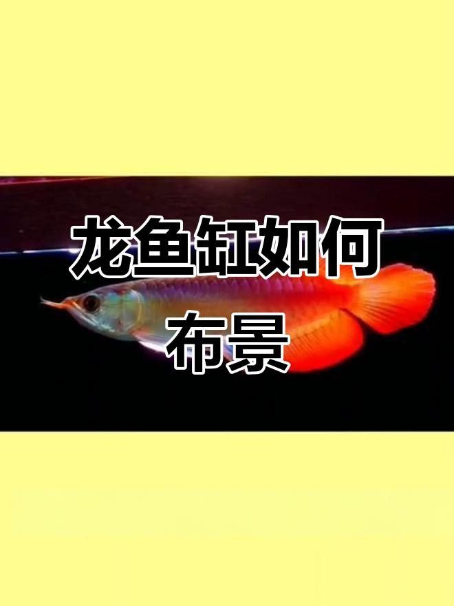 哪種水草最適合70cm龍魚缸