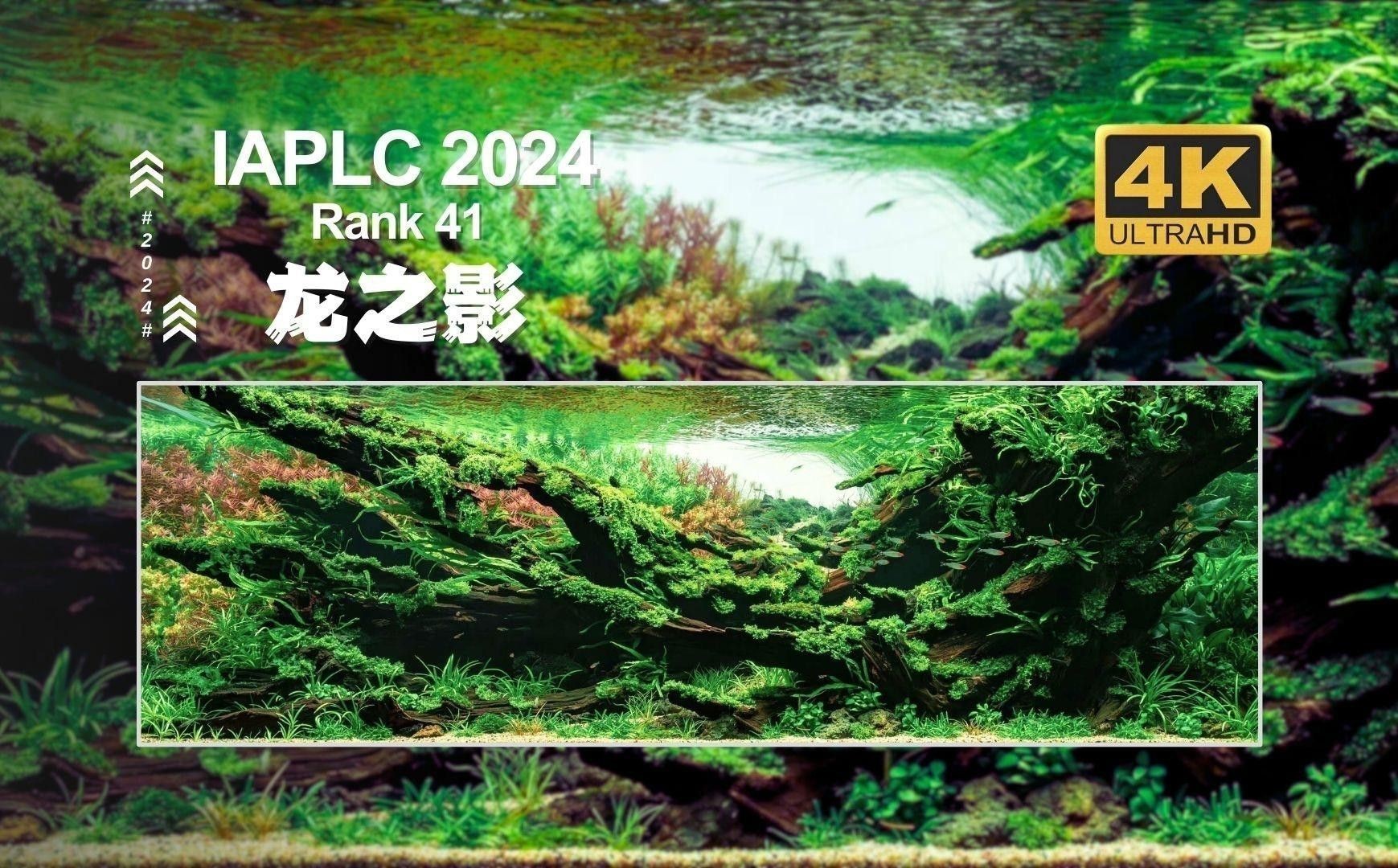 哪種水草最適合70cm龍魚缸
