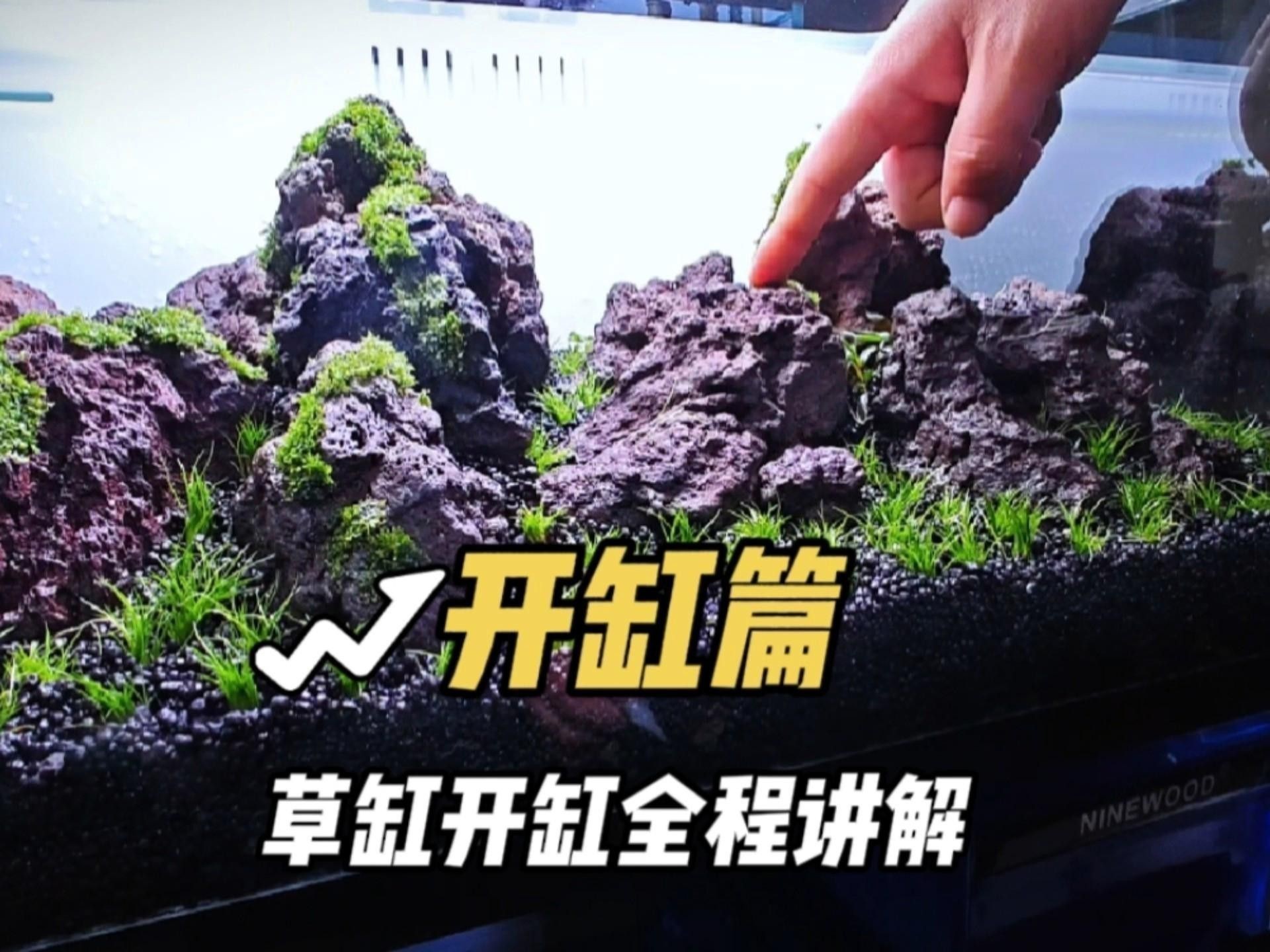 哪種水草最適合70cm龍魚缸