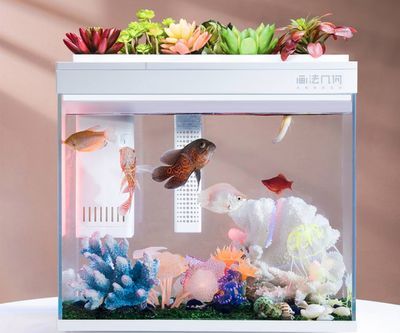 紅龍魚缸適宜溫度多少合適：關于紅龍魚缸適宜溫度的詳細解釋