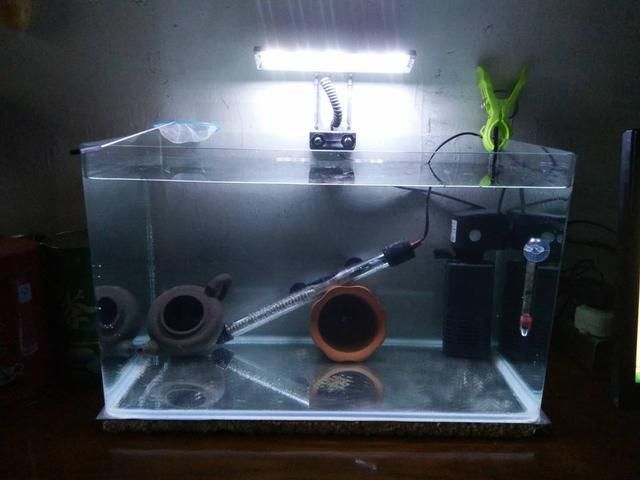 紅龍魚缸適宜溫度多少合適：關于紅龍魚缸適宜溫度的詳細解釋