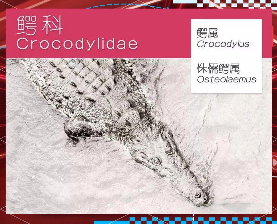 奈及利亞鱷魚恐龍魚