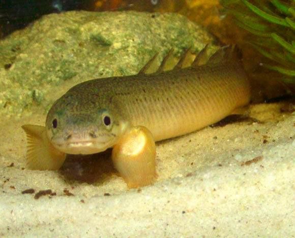 奈及利亞鱷魚恐龍魚