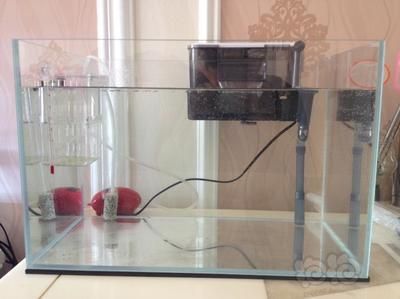 龍魚缸氧氣泵用不用一直開(kāi)著呢：龍魚缸氧氣泵開(kāi)啟頻率取決于多種因素