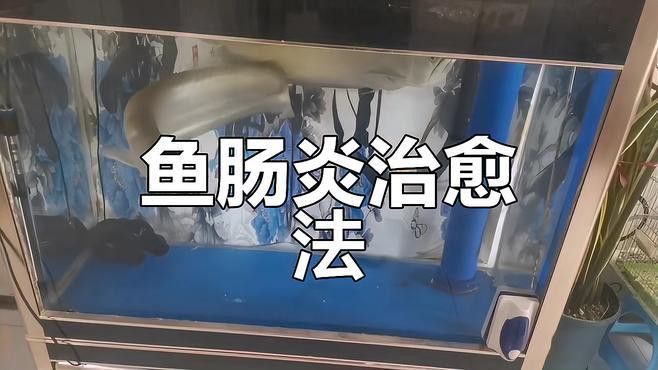 哪些藥物可以有效治療龍魚腸炎？
