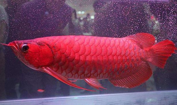 紅龍魚的顏色變化過程圖：紅龍魚的顏色變化過程