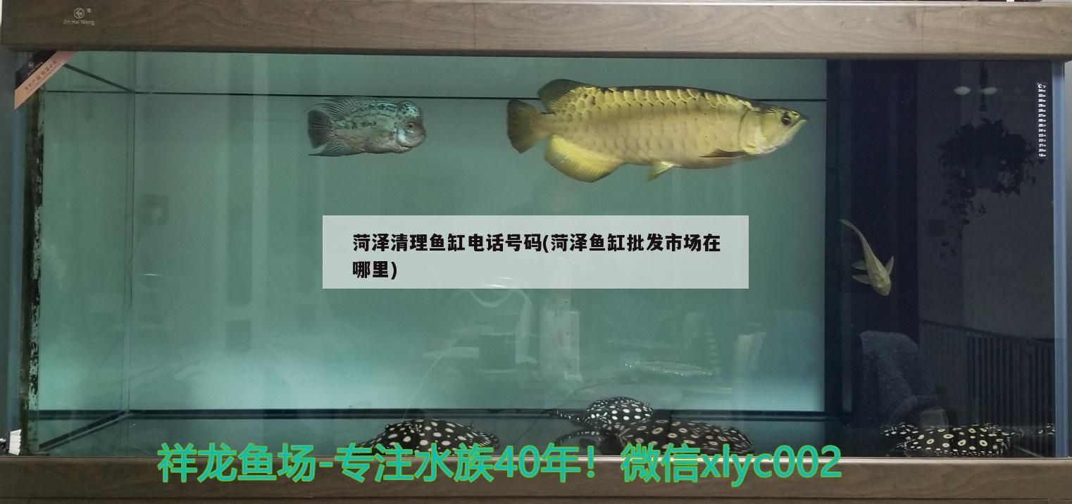 菏澤清理魚缸電話號碼(菏澤魚缸批發市場在哪里)