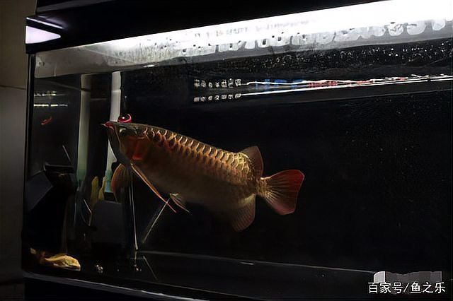 龍魚的最佳喂食頻率