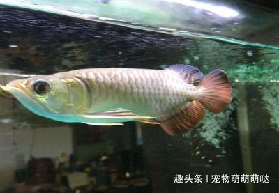 金龍魚20cm有多大年齡：一條20厘米長的金龍魚有多大年齡，它的年齡可能會更大