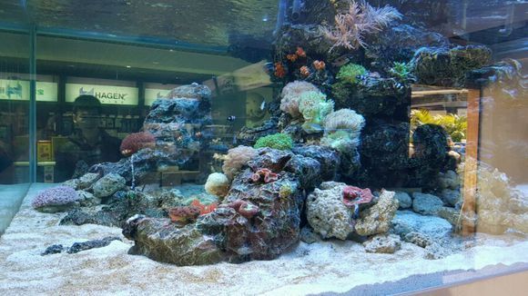 深圳哪里有賣紅龍魚的市場，深圳哪里可以買紅龍魚