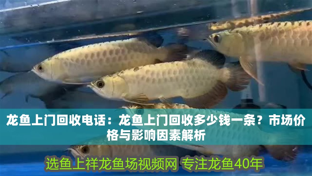 龍魚上門回收電話：龍魚上門回收多少錢一條？市場價格與影響因素解析