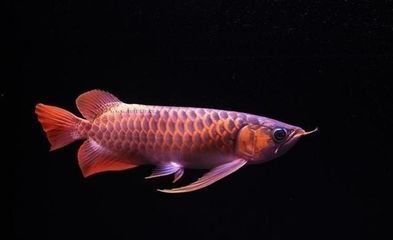 龍魚身上有紅斑怎么辦（龍魚身上出現紅斑可能是由多種因素引起的，如何處理）