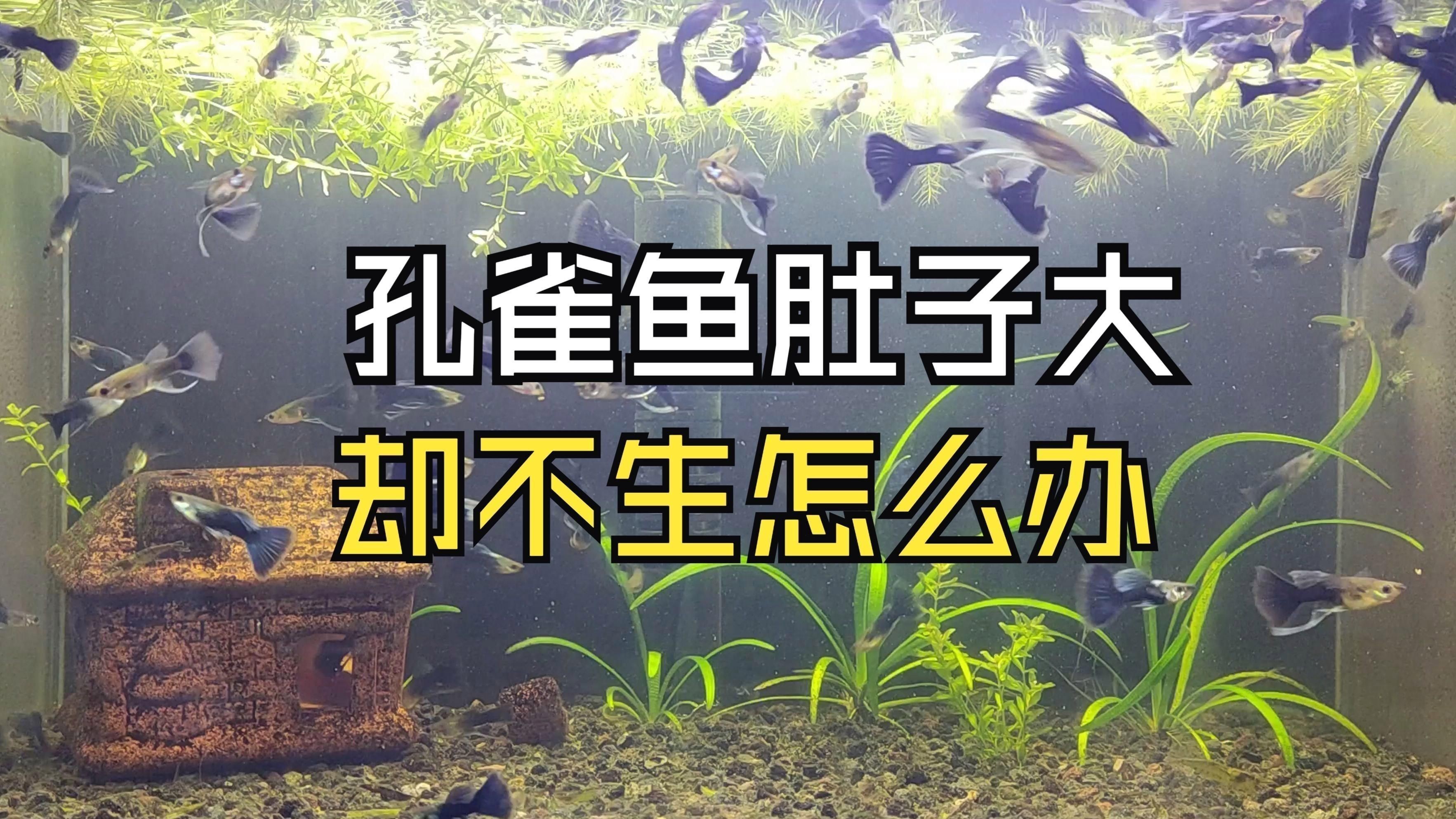 孔雀魚遲遲不生怎么辦