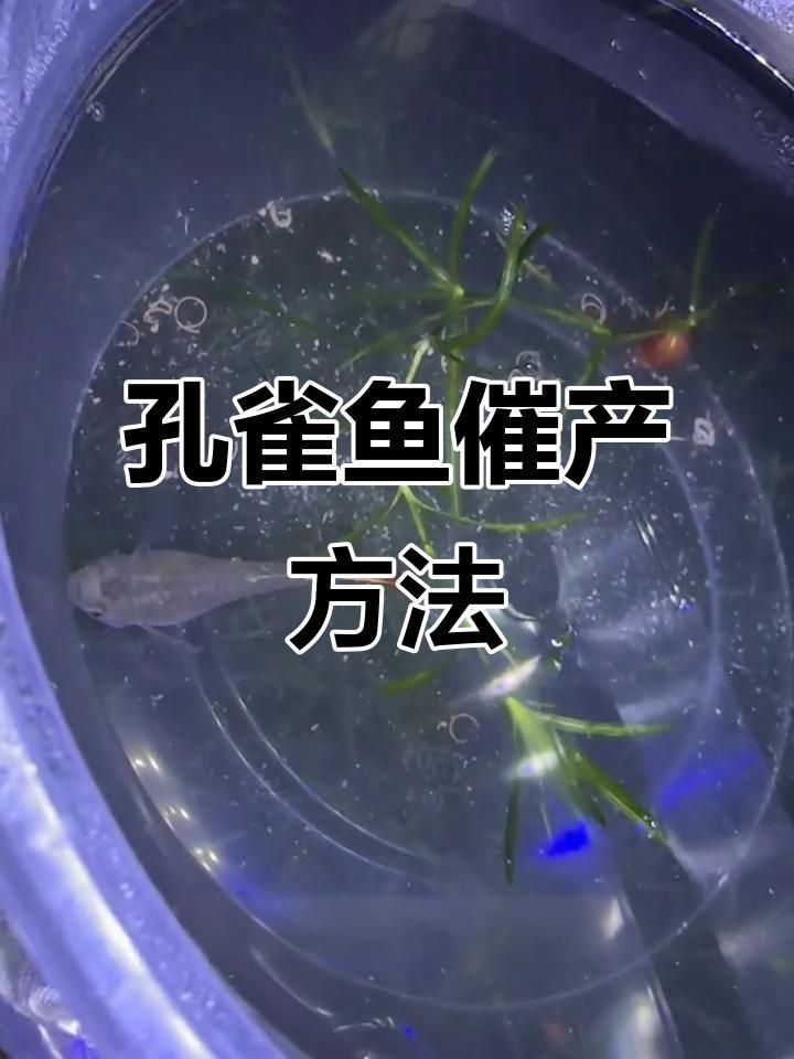 孔雀魚遲遲不生怎么辦