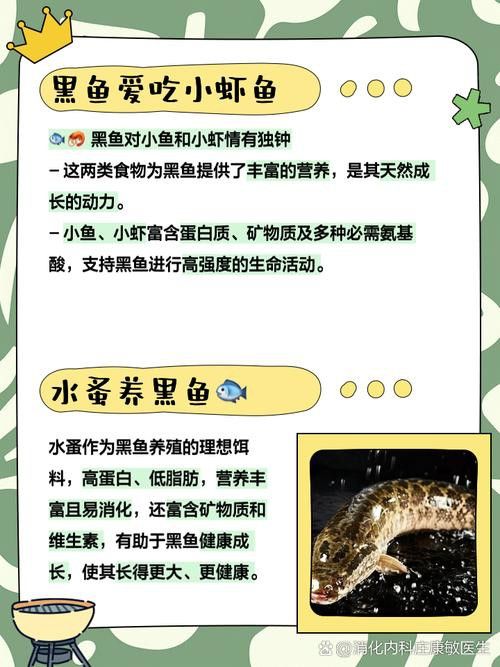 給我推薦一些適合黑鱗龍魚的食物