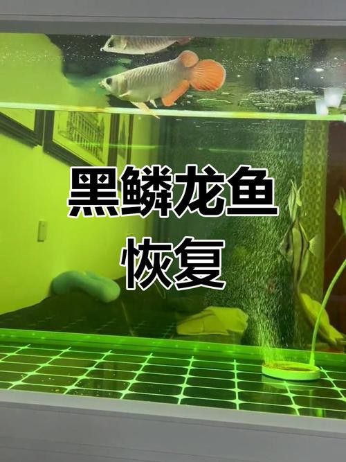 給我推薦一些適合黑鱗龍魚的食物